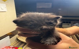 British Shorthair cats for sale: British Shorthair chocolate/grey colours  - Image 29