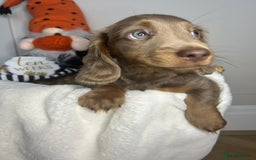 Miniature Dachshund dogs for sale: 🤍🐾 STUNNING DAPPLE BOY READY TO GO 🐾🤍 - Image 10