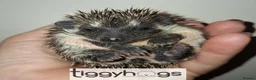Pygmy Hedgehog rodents for sale: 4 Handsome Male African Pygmy Hedgehogs available  - Advert 3