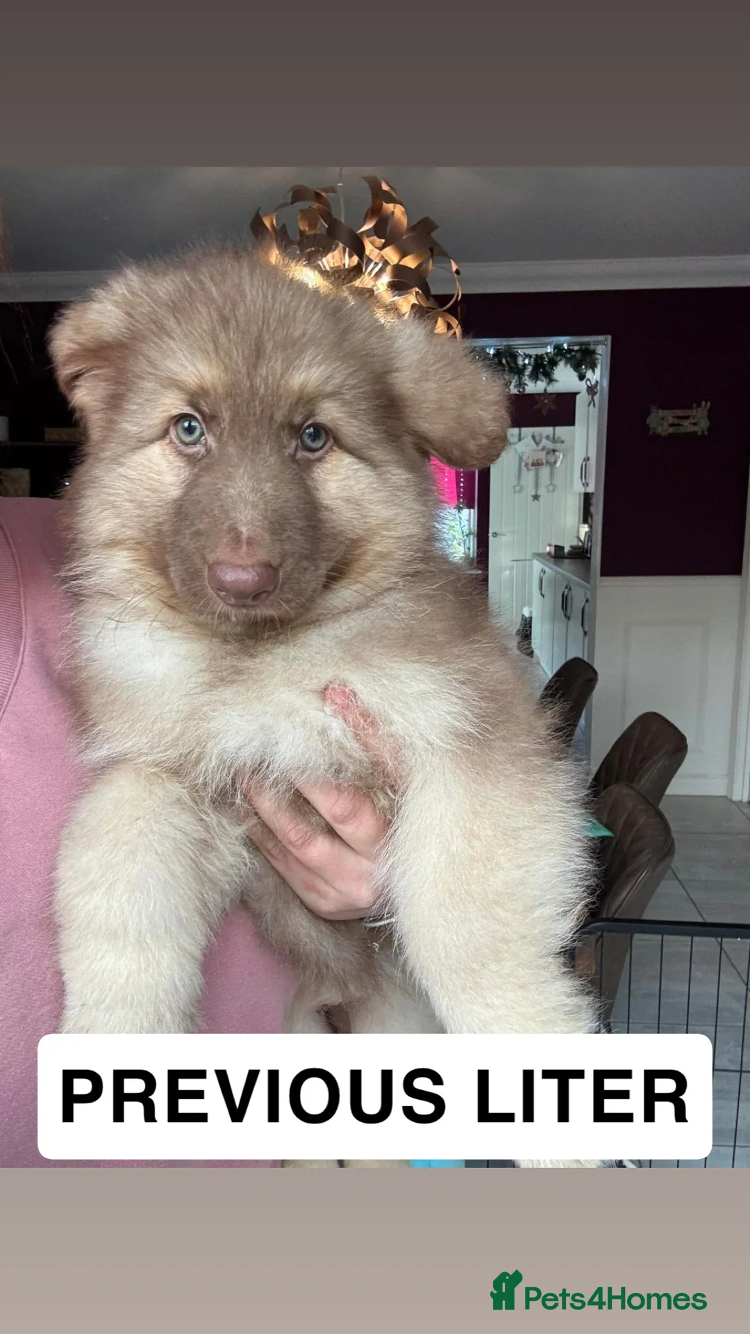 German Shepherd dogs for sale: Beautiful KC Reg Straight Back German Shepherds🐾 - Advert 39