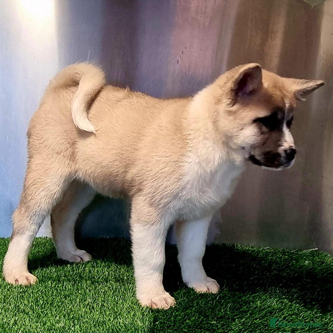 Akita dogs for sale: Akita pup (female) - Advert 1