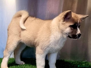 Akita dogs Akita pup (female) - Advert 3