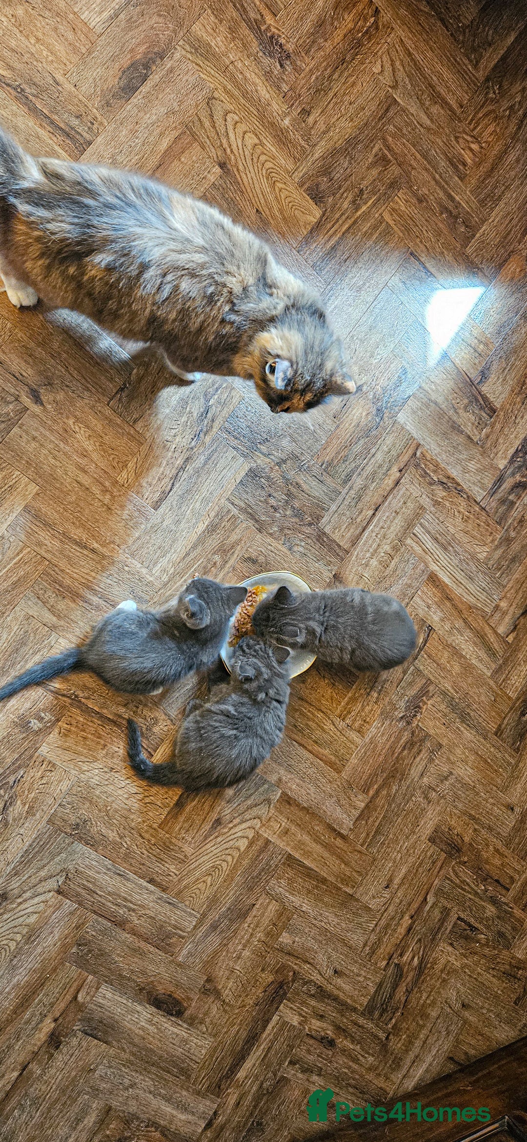 Maine Coon cats for sale: 3 lovely Grey Maine Coon cross kittens - Image 5