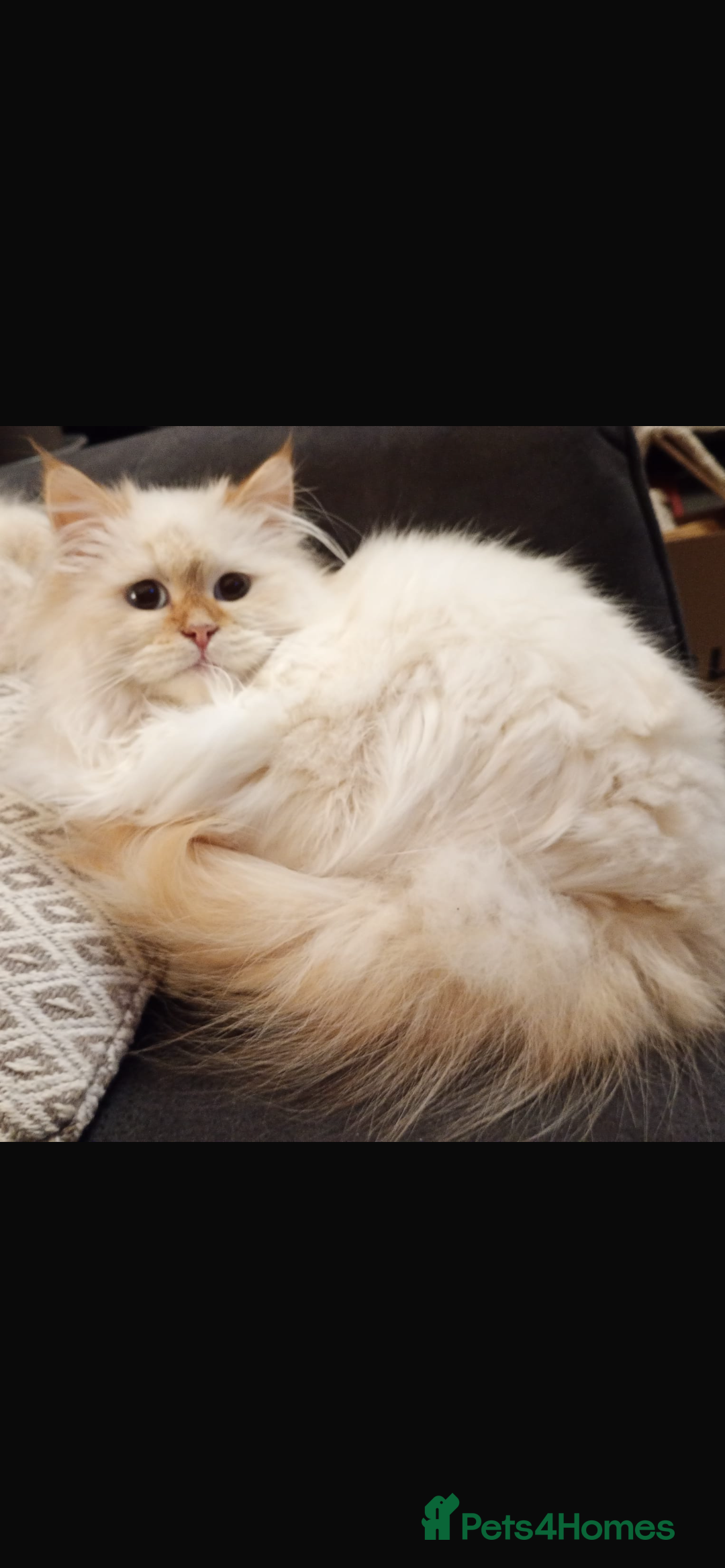 Siberian cats for sale: Beautiful ginger pure Siberian male for sale - Advert 6