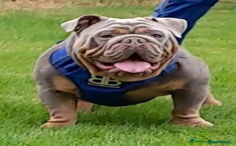 English Bulldog dogs - Advert 4