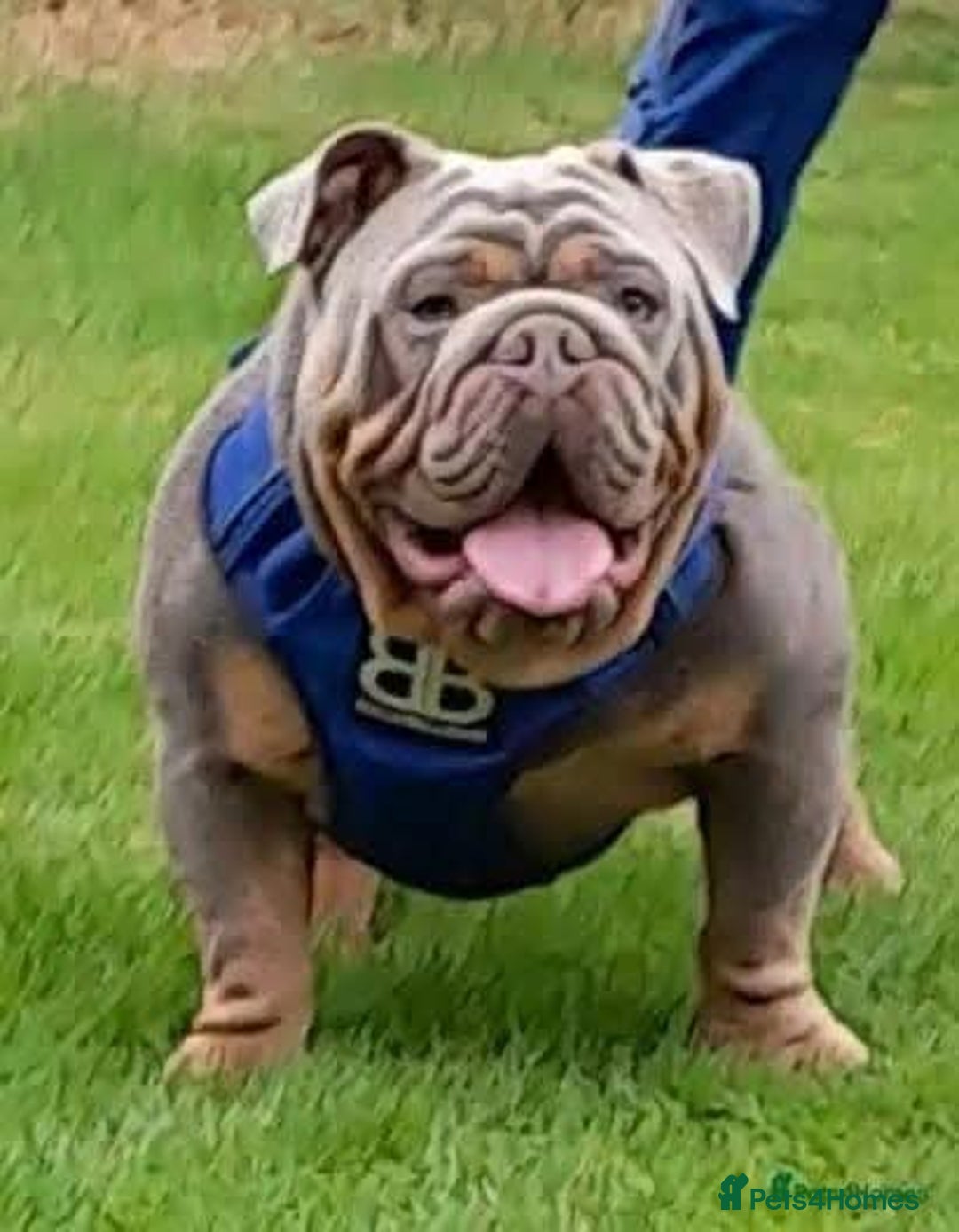 English Bulldog dogs for stud: Charlie for stud lilac and tan fullsuit - Image 3