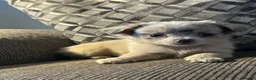 Chihuahua dogs for sale: Perfect Russian line chihuahua  - Advert 2