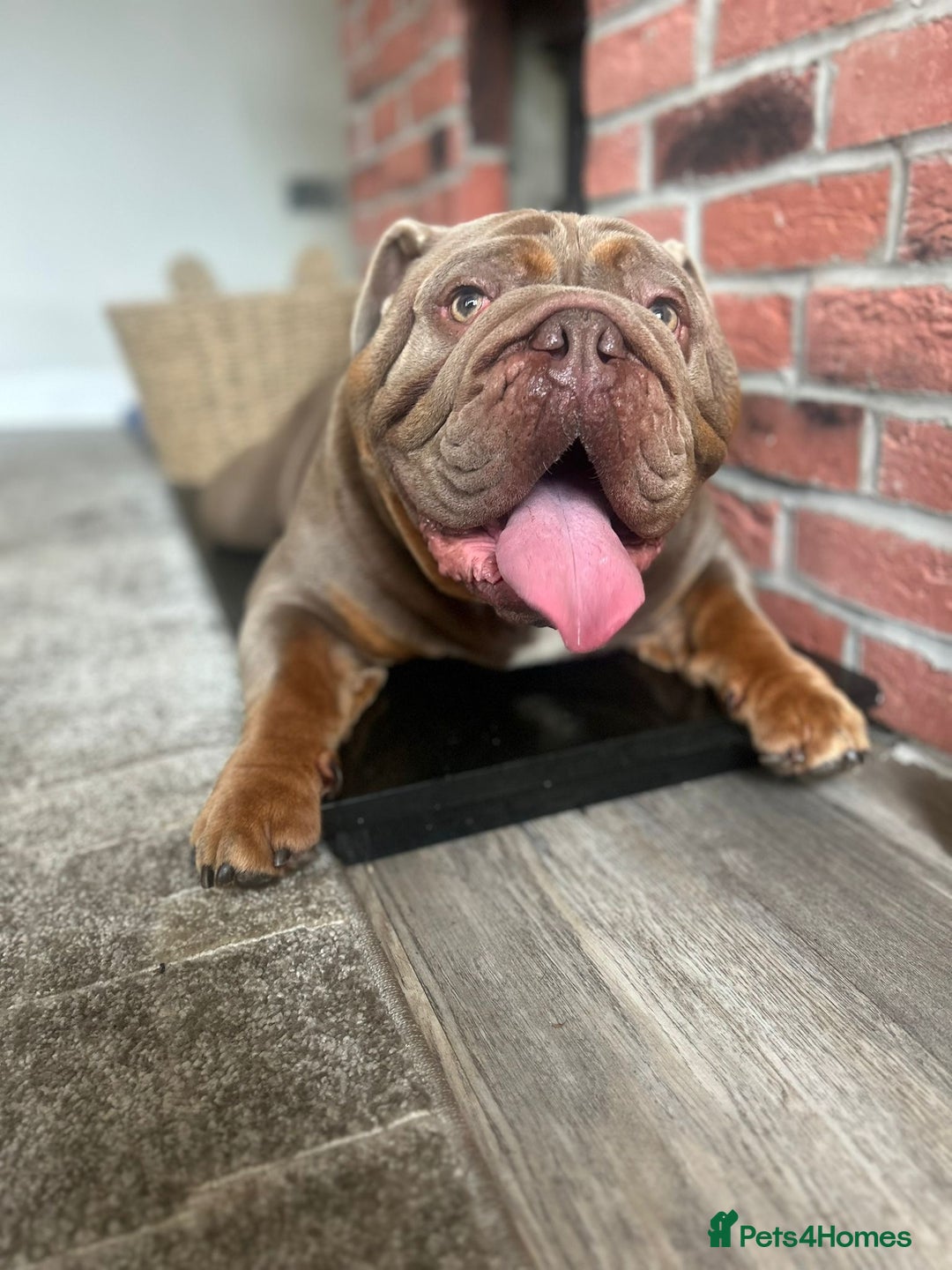 English Bulldog dogs for sale: British bulldog male  - Advert 3