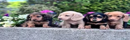 Miniature Dachshund dogs for sale: Miniature longhaired Dachshunds kc reg PRA clear - Advert 1