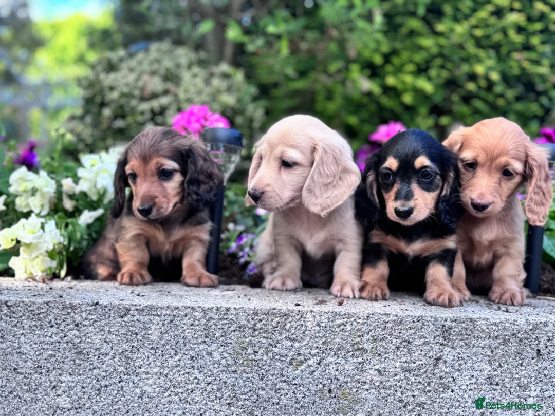 Miniature Dachshund dogs for sale: Miniature longhaired Dachshunds kc reg PRA clear - Advert 1