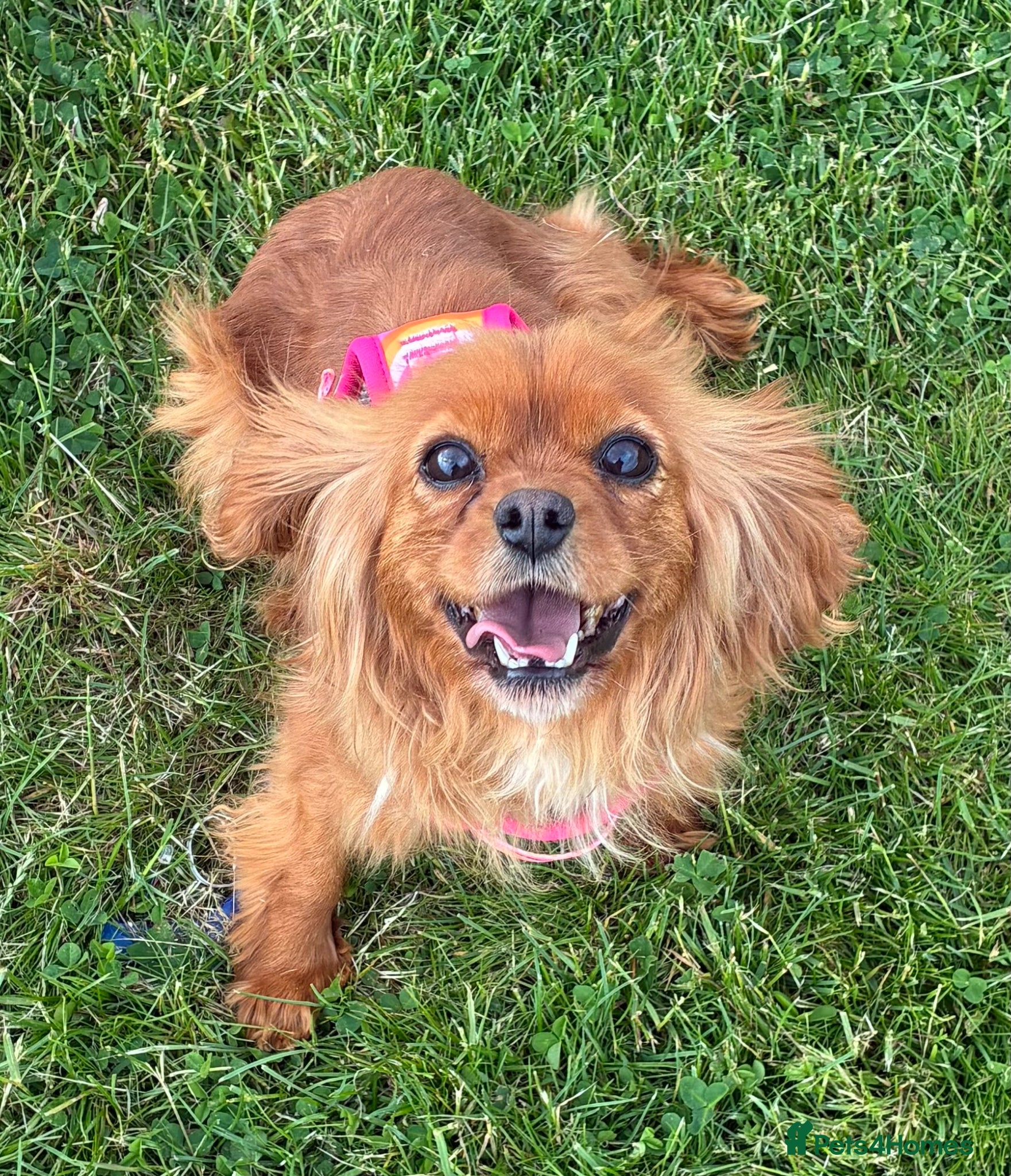 Cavalier King Charles Spaniel dogs My Beautiful Ruby  - Advert 1