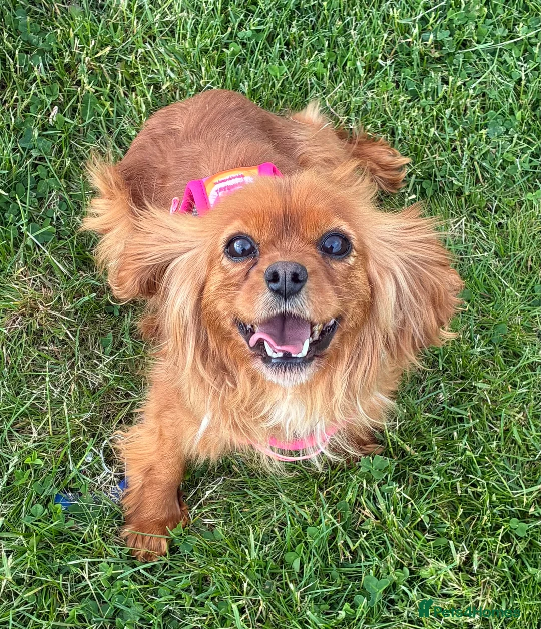 Cavalier King Charles Spaniel dogs for sale: My Beautiful Ruby  - Advert 1