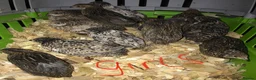 Quail poultry for sale: QUAILS,POINT OF LAY CHINESE BUTTONS ! - Advert 9