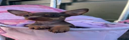 Miniature Pinscher dogs for sale: Beautiful 5generation pedigree min pin pupp - Advert 1