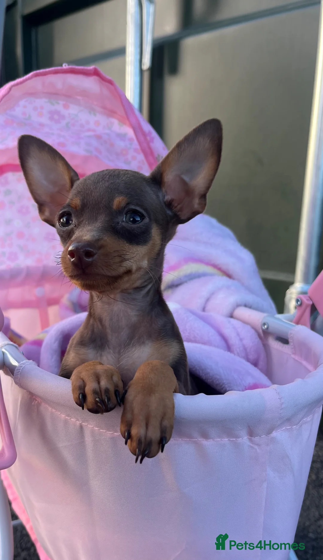 Miniature Pinscher dogs for sale: Beautiful 5generation pedigree min pin pupp - Advert 1