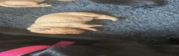Labrador Retriever dogs for sale: Labrador puppies black and fox red for sale in Nottingham - Advert 5