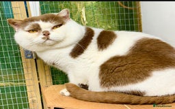 British Shorthair cats for sale: 😍 READY NOW gccf reg British shorthair kittens - Advert 6