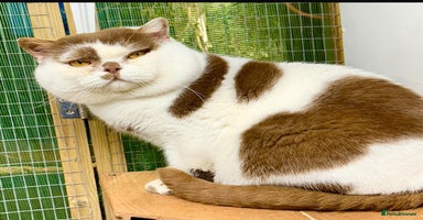 British Shorthair cats - Advert 5