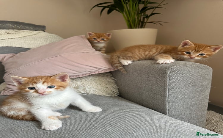 Domestic Shorthair cats - Advert 7