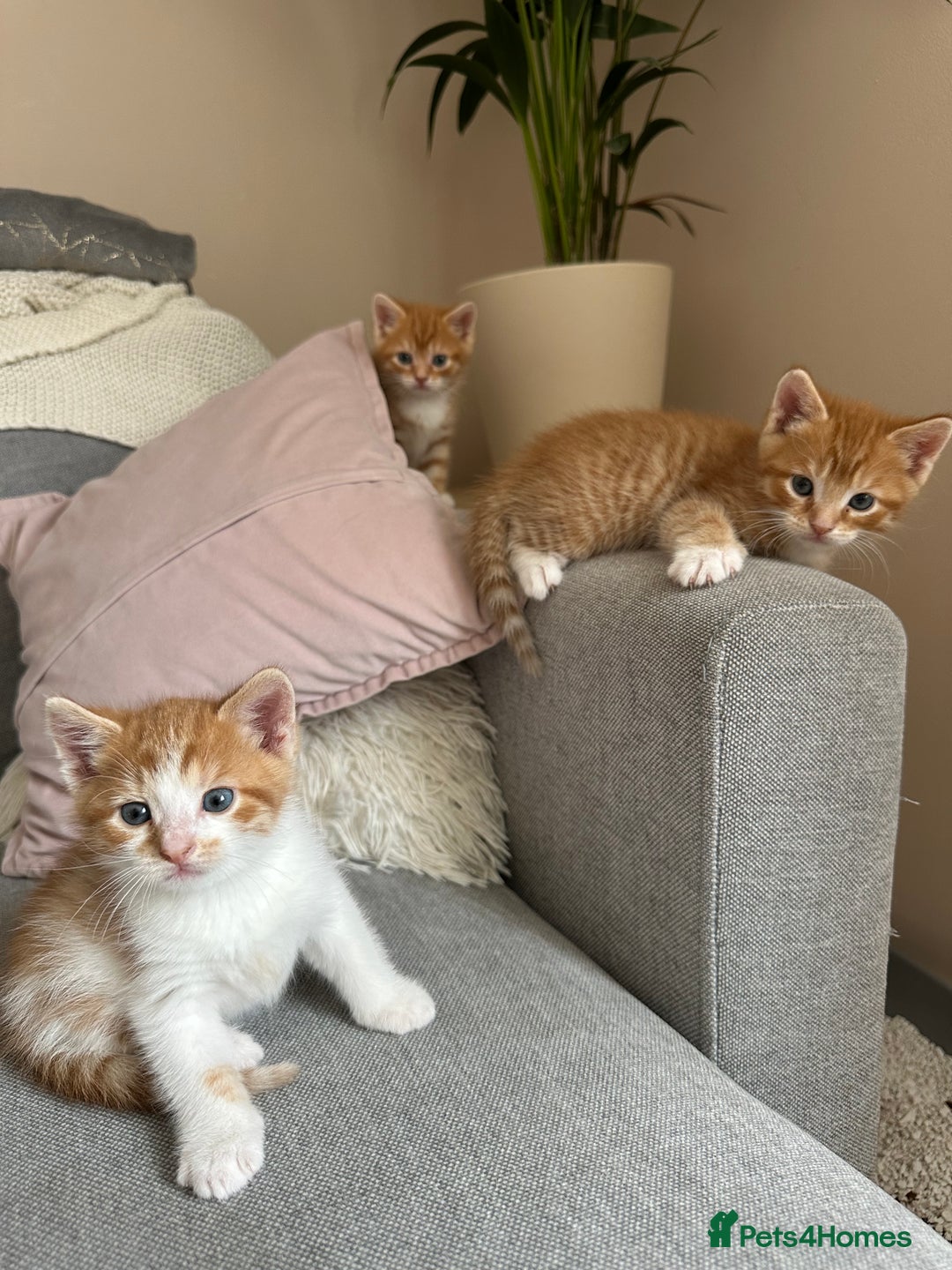 Domestic Shorthair cats for sale: Lovely ginger kittens - Image 1