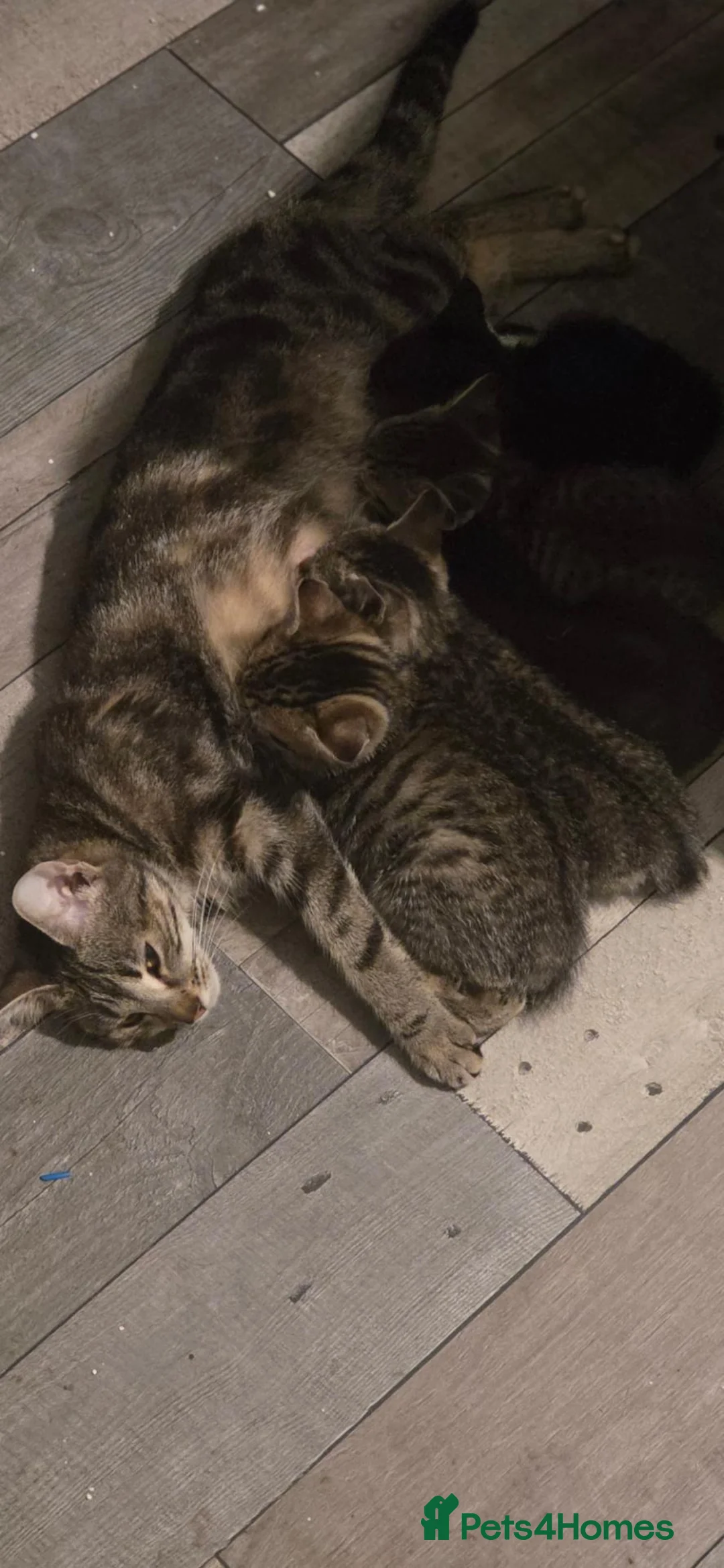Mixed Breed cats for sale: 5 Kittens in London - Advert 14
