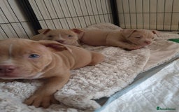 American Bully dogs for sale: Champagne, Chocolate, Merle Micro Pocket Bullys  in Wilmslow - Image 10
