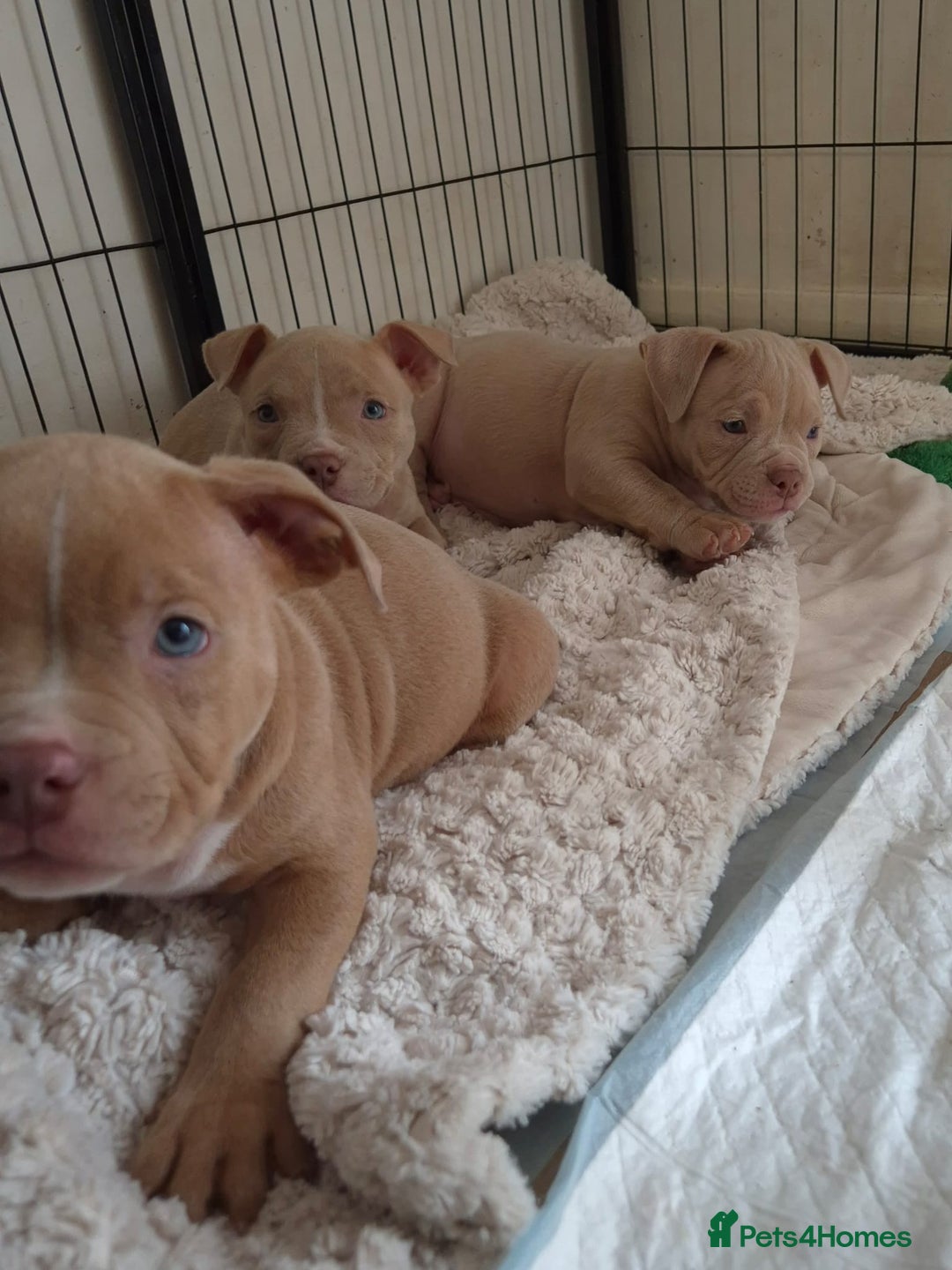American Bully dogs for sale: Champagne, Chocolate, Merle Micro Pocket Bullys  in Wilmslow - Image 10