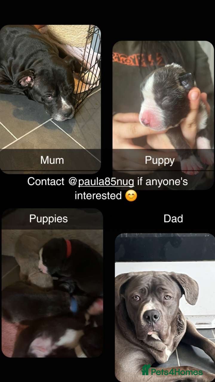 Mixed Breed dogs Staffx Presacanario pups  - Advert 2