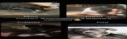 Mixed Breed dogs for sale: Staffx Presacanario pups  in Dundee - Advert 1