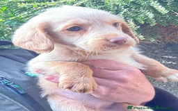 Labradoodle dogs for sale: Fully Vaccinated, Lab x Australian Labradoodles  - Image 19