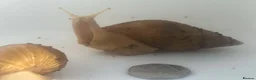 Snails invertebrates for sale: Gaint afican land snails albino and normal  - Advert 3