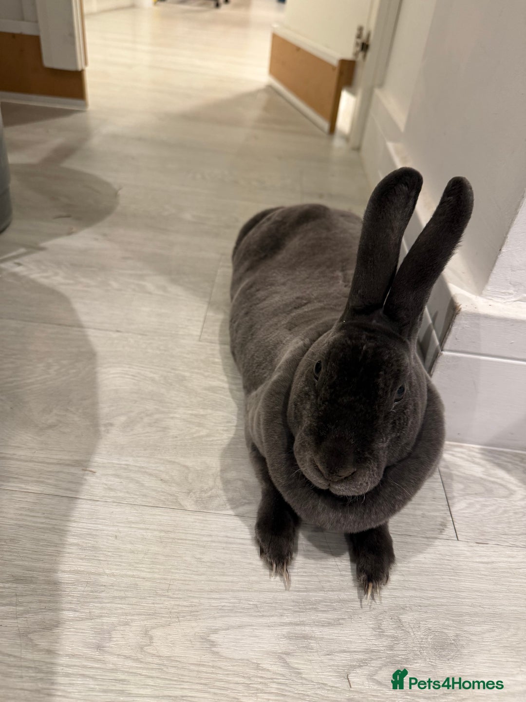 Mixed Breed rabbits for sale: Mixed Mini Rex breed  - Advert 14