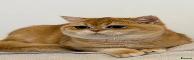 British Shorthair 1