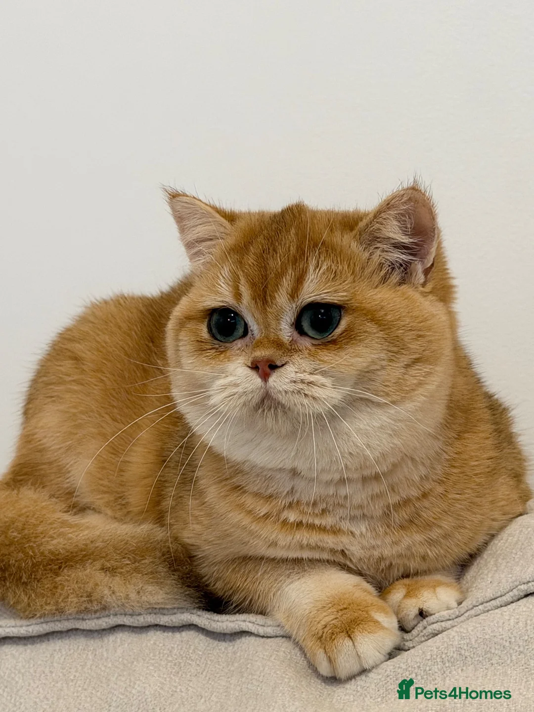 British Shorthair cats for sale: Active British Shorthair Female  - Advert 9