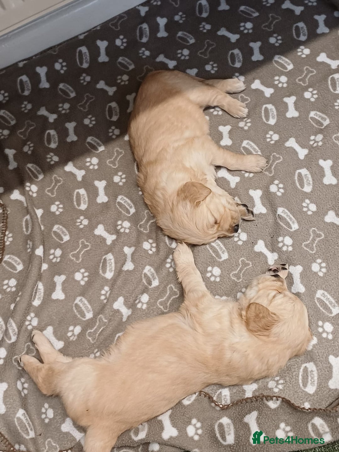 Golden Retriever dogs for sale: Golden retrievers  - Advert 13
