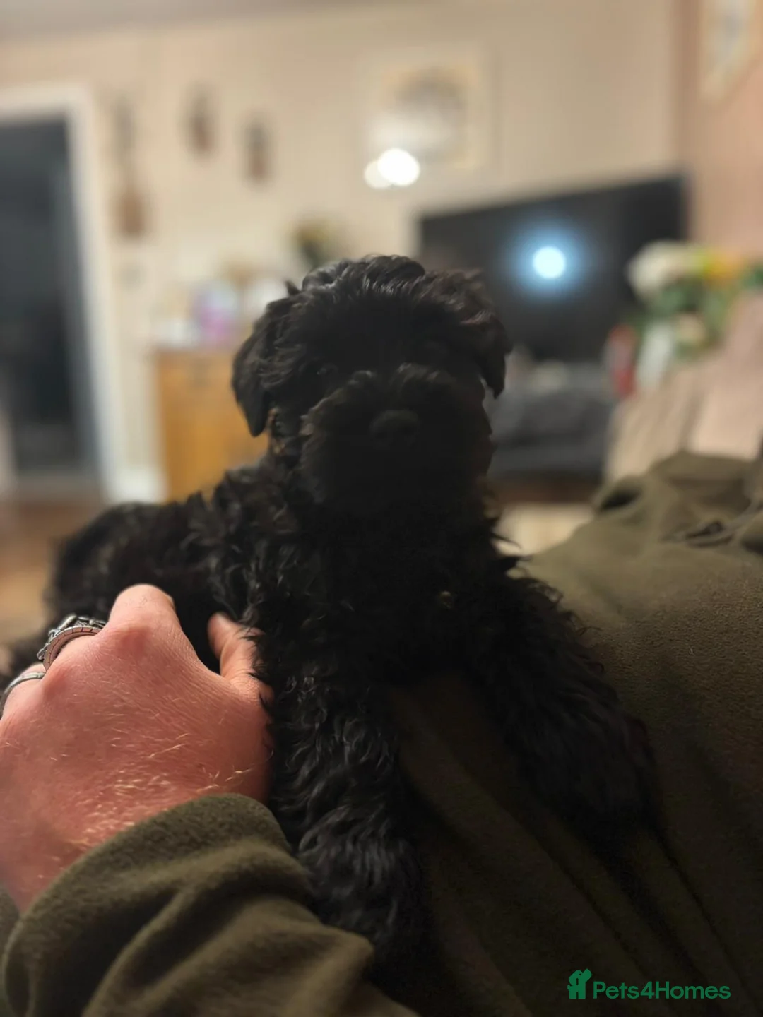Miniature Schnauzer dogs for stud: Fully health tested, KC reg stud - Advert 20
