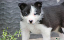 Border Collie dogs for sale: Ready to Leave Border Collie Puppies  - Image 4