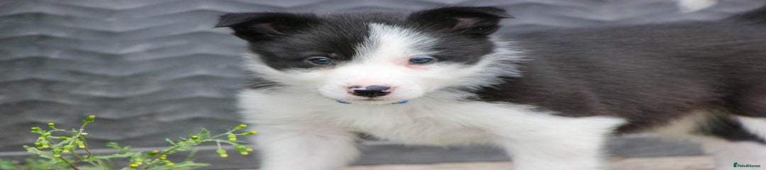 Border Collie Puppy 2