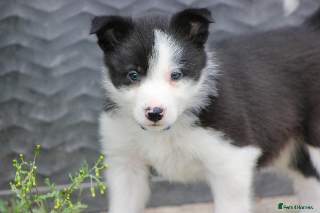 Border Collie dogs for sale: Ready to Leave Border Collie Puppies  - Image 4