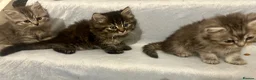 Persian cats for sale: Cute Half Persian Kittens  - Advert 10