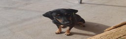 Mixed Breed dogs for adoption: Bella, 2 yrs old. Available for adoption. - Advert 1