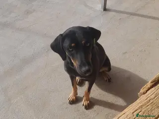 Mixed Breed dogs Bella, 2 yrs old. Available for adoption. - Advert 11