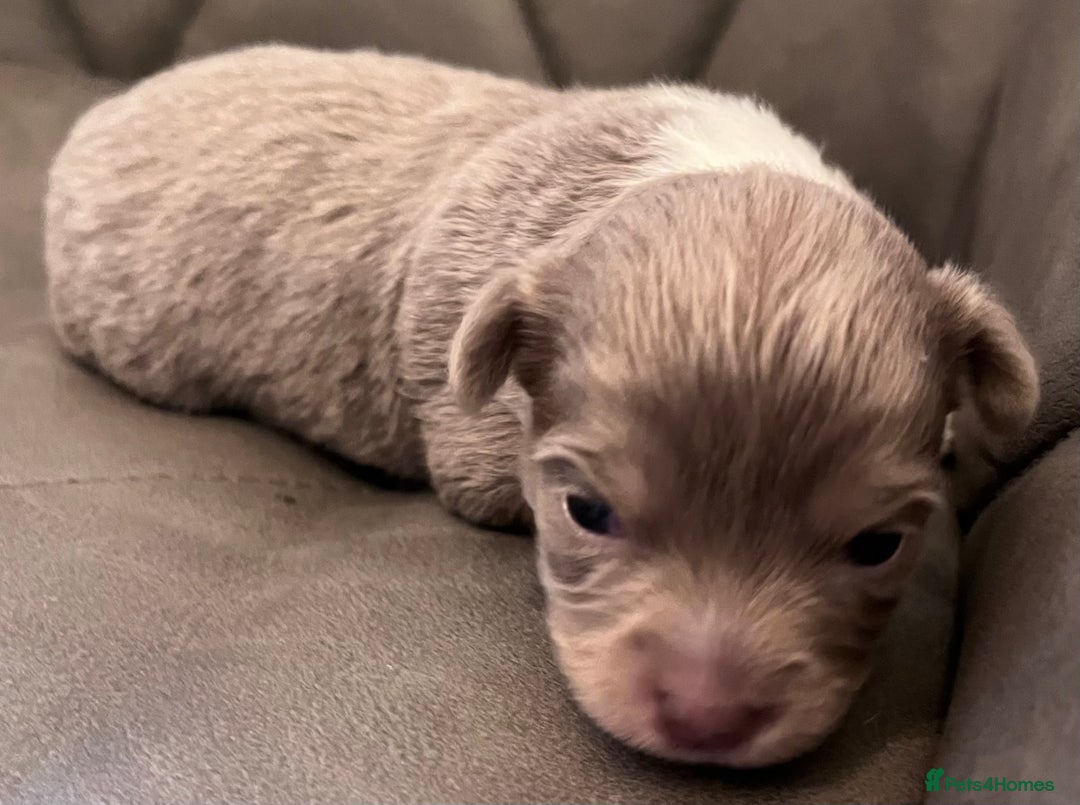 Chihuahua dogs for sale: chihuahua boy puppies  - Advert 13