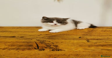 British Shorthair cats - Advert 8
