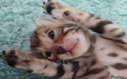 Bengal cats for stud: For Sale Amazing Stud Bengal Male TICA reg litters in Durham - Image 12