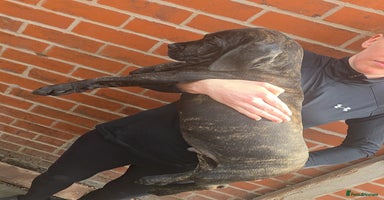 Cane Corso dogs - Advert 1