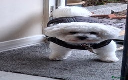 Bichon Frise dogs for stud: Bichon Frise - Advert 1