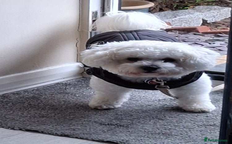 Bichon Frise dogs Bichon Frise - Advert 1