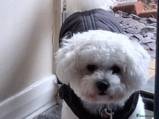 Bichon Frise dogs for stud: Bichon Frise - Advert 1