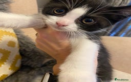 British Shorthair cats for sale: kittens ready now for new home - Image 14